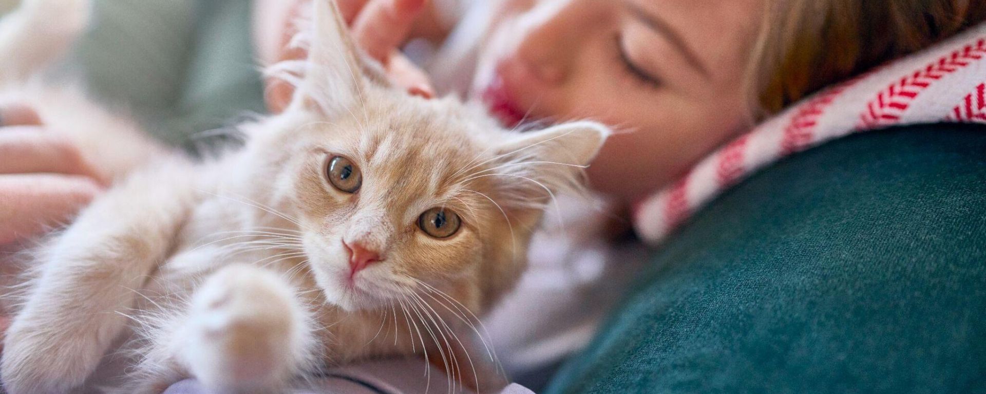 как часто чистить зубы коту